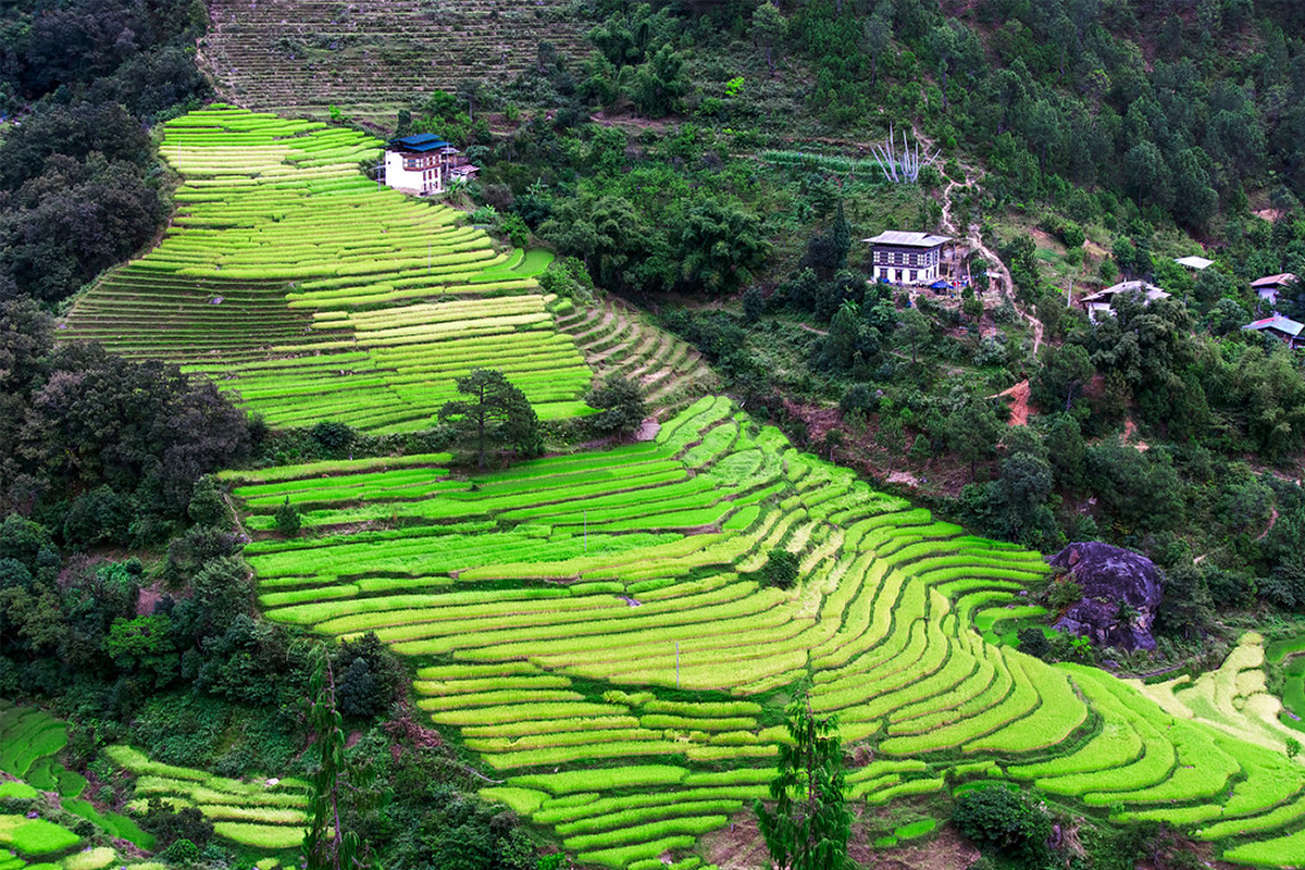 Rice fields in Punakha Valley